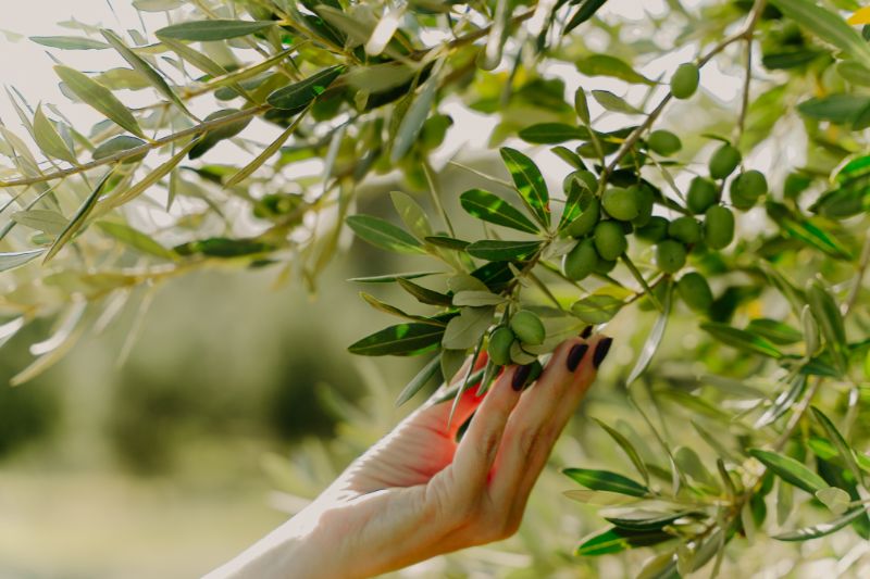 Entenda a diferença entre azeitonas verdes e pretas